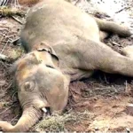 10 elephants died in Bandhavgarh Tiger Reserve